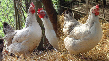 Silver Marans Hens