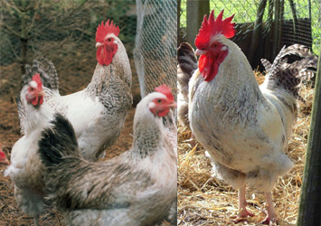 Silver Marans cockerel and hens