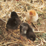 Cuckoo Marans and Silver Marans Chicks