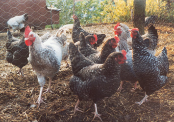 Cuckoo Marans progeny