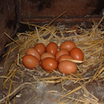 Prize eggs