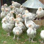 Four week old chicks