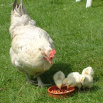 Free range