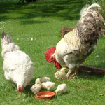 Hen and Cockerel