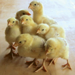 One week old chicks