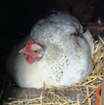 Broody Hen